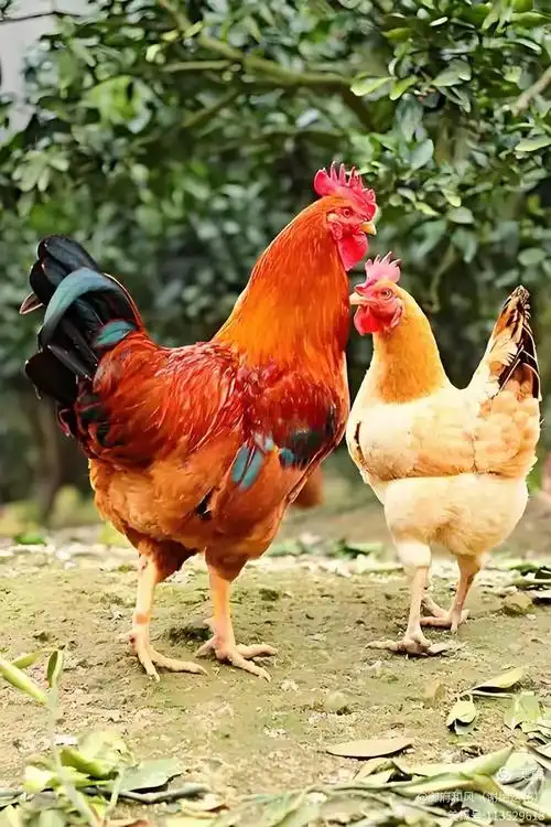 鸡养殖