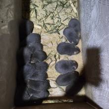 小野狼人工养殖竹鼠种苗 银星杂交中华品种 红颊和中华品种都齐全