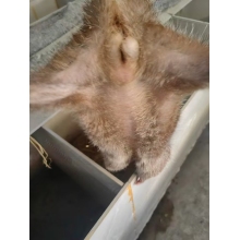 白条竹鼠