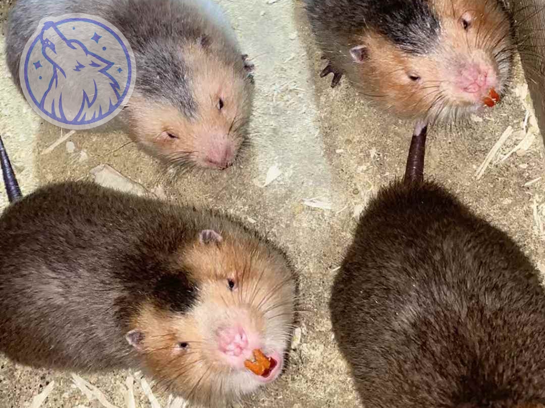 判断竹鼠牙齿是否健康