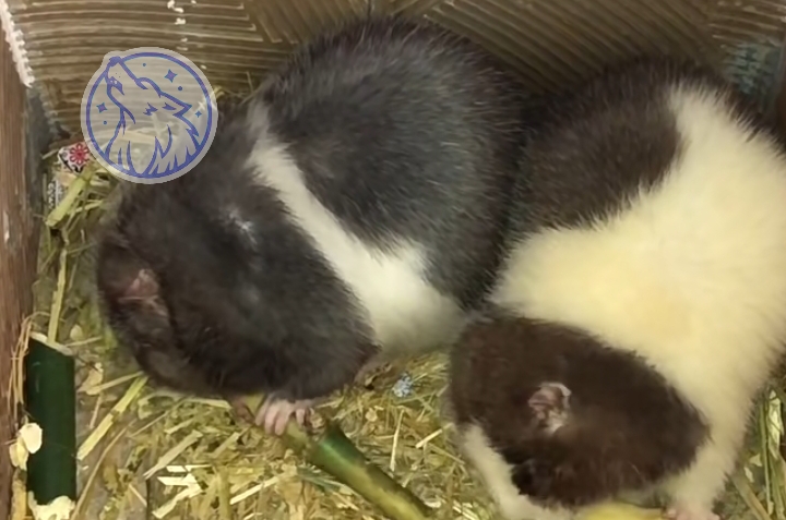 常见的竹鼠养殖品种
