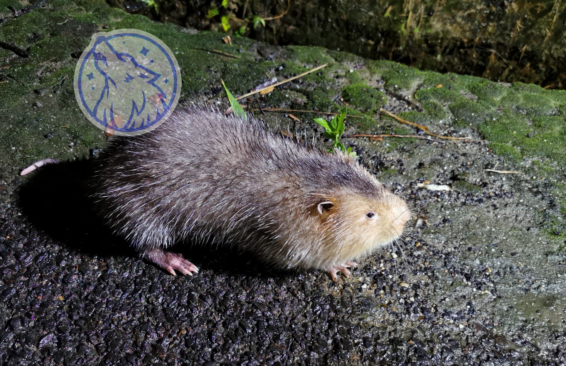 竹鼠感冒肺炎需及时处理