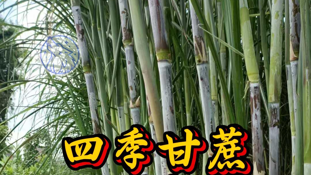 四季甘蔗适合竹鼠