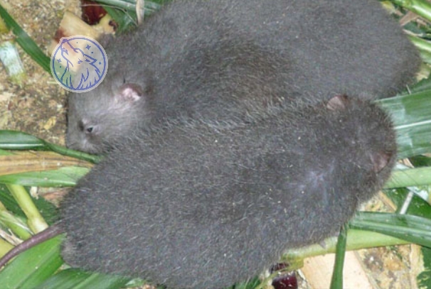 竹鼠四季甘蔗