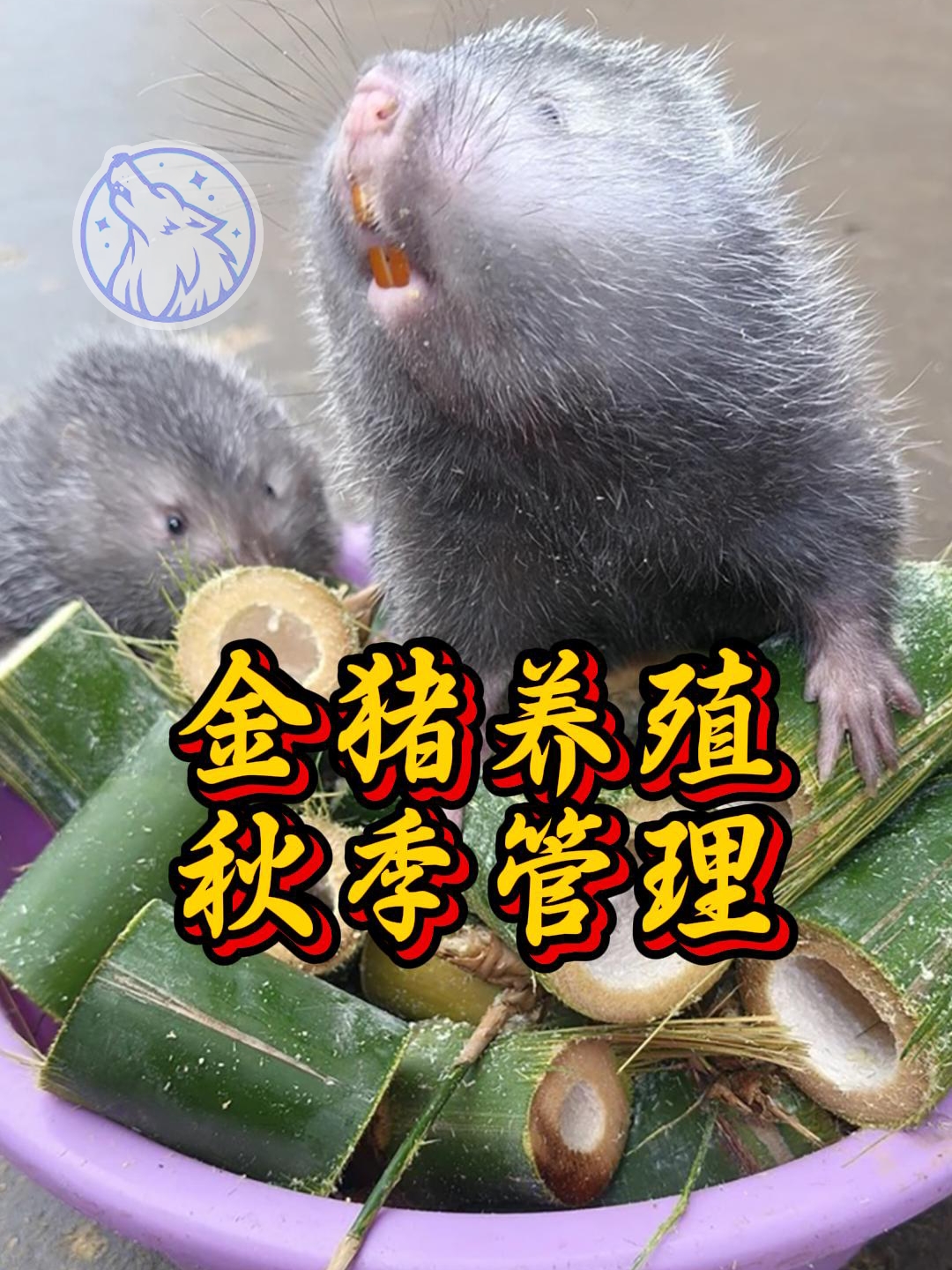 金猪养殖在秋季的管理