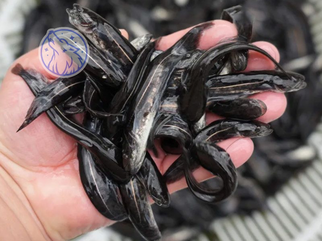 人工养殖鲶鱼技术