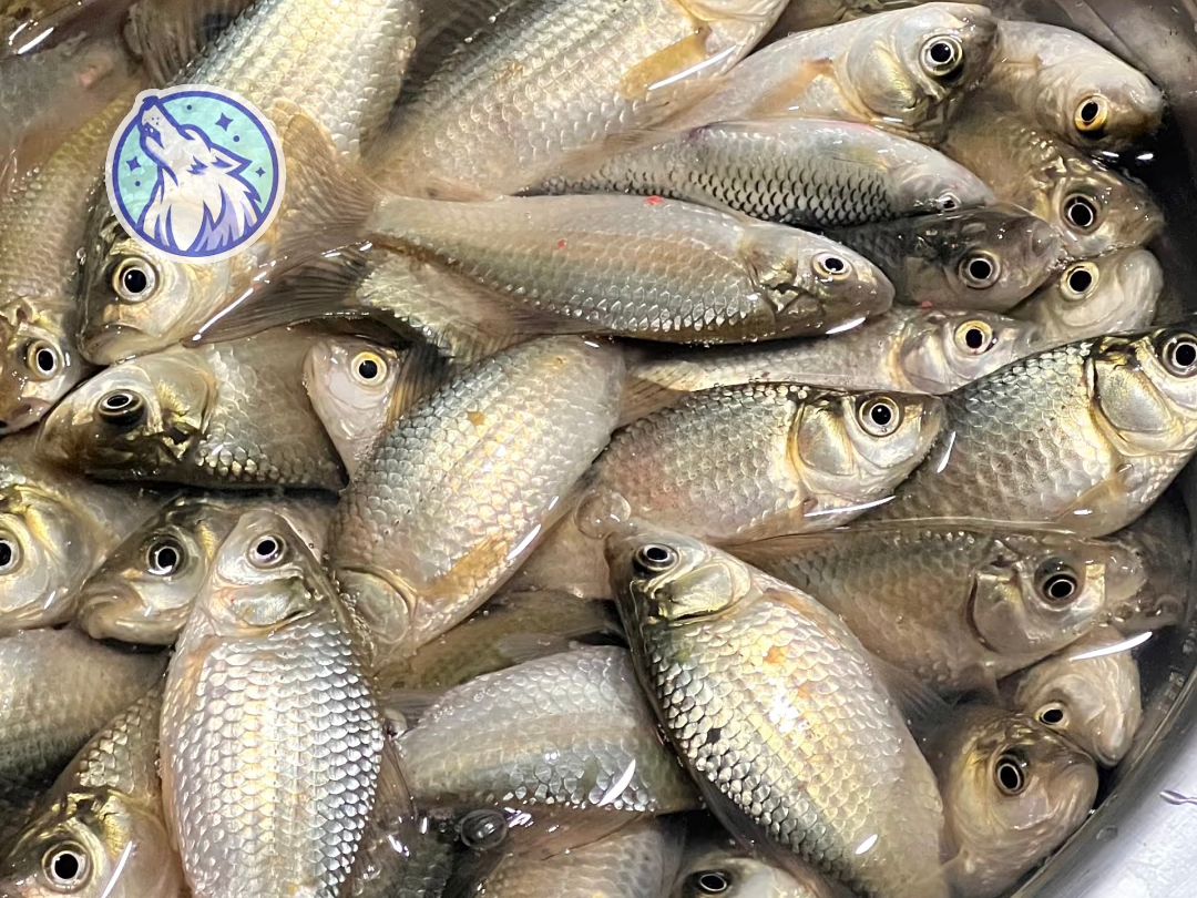 常见优质鲫鱼品种
