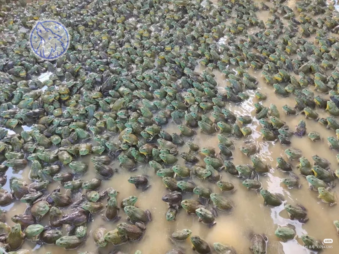 人工养殖土青蛙养殖技术