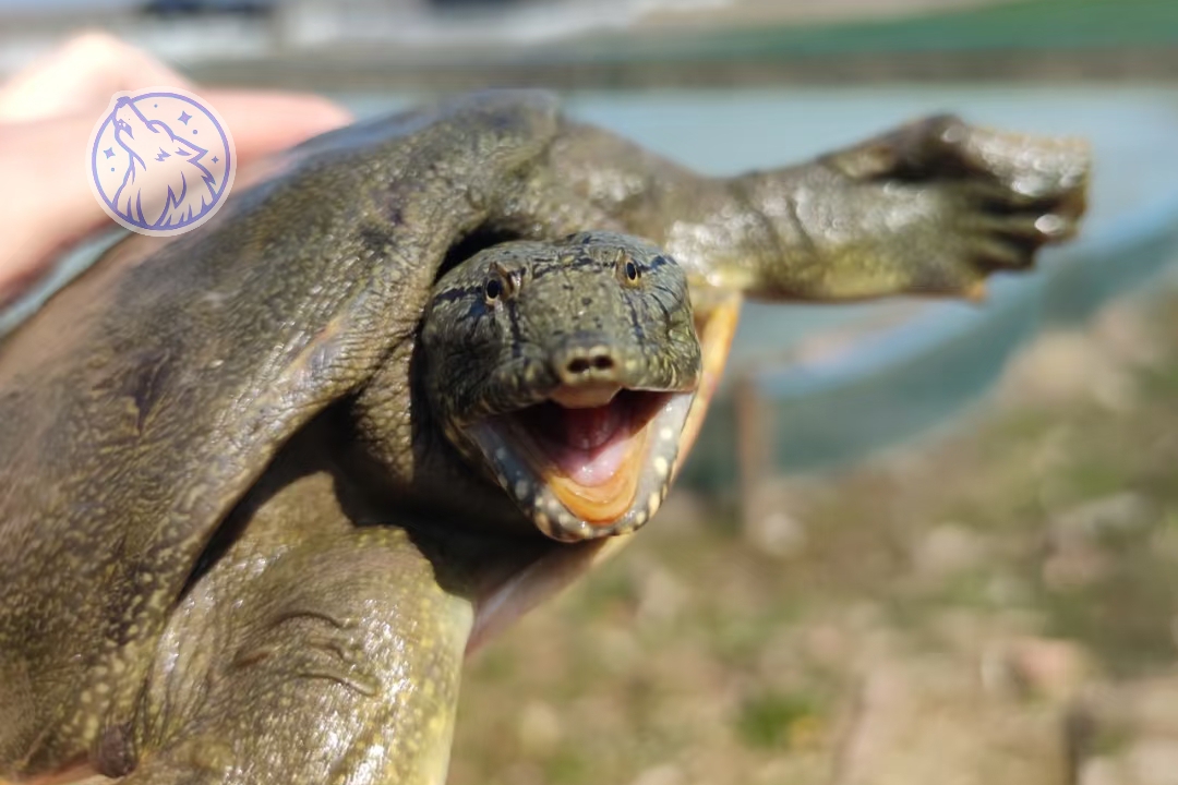 甲鱼的养殖技术